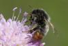 Bombus sp.